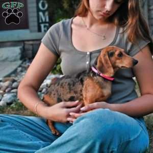 Johnny, Dachshund Puppy